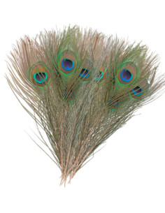 Ojos de pavo real Baetis