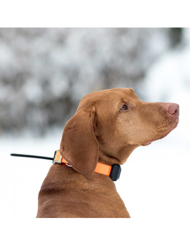 Collar GPS Dogtrace X30 con mando y collar | Armería Bergantiños