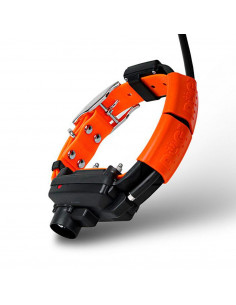 Collar GPS Dogtrace X30TBestramiento | Armería Bergantiños